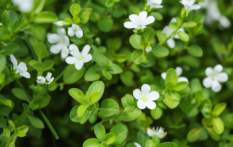 What Are The Benefits of Bacopa Monnieri (Brahmi)?